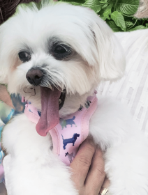 Pink Puppies Harness (Color: Pink, size: BarkFifthAve6276)