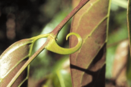 Toxin Avenger Max Meal Topper* Master Detox & Cleansing Support For Dogs And Cats* (Option: Adult & Senior Cats Meal Topper / Turkey Flavoring)