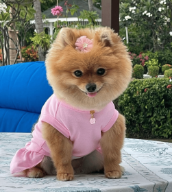 Cameilla Casual Dress (Color: Pink, size: medium)