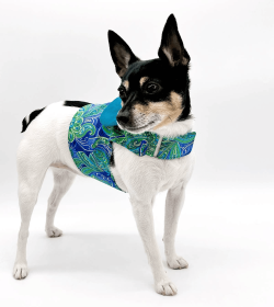 DCNY "Pretty in Paisley" Vest-Style Harness (size: small)