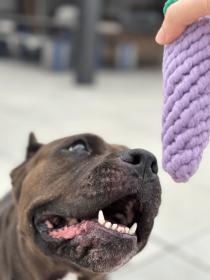 Handmade Sustainable Eggplant Rope Chew Toy For Puppies (Option: CSCORD213)
