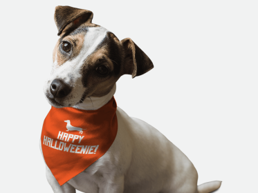 Happy Halloweenie! (size: 18" x 18")