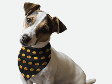 Head Full O' Pumpkin! (size: 22" x 22")