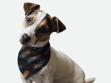 Fancy Feathers (size: 14" x 14")