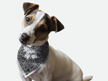 Grey Paisley (size: 14" x 14")