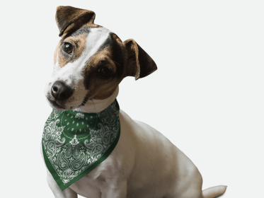 Hunter Green Paisley (size: 22" x 22")