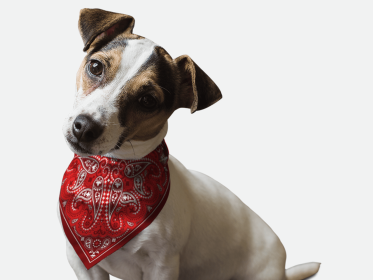 Red Paisley (size: 22" x 22")