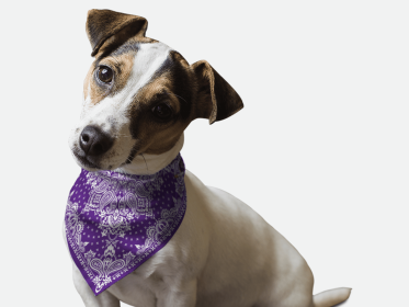 Violet Paisley (size: 14" x 14")