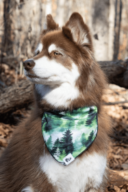 Evergreen Explorer Dog Bandana (size: M (16x7.5"))
