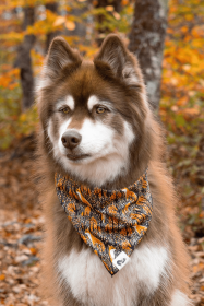 Foxes in Fall Dog Bandana (Style: Chain Martingale, size: M (14-18"))