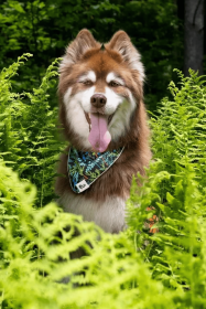 Magical Fern Forest Dog Bandana (Style: Buckle, size: M (14-18"))