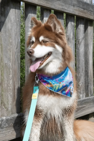 Sea Turtle Swim Dog Bandana (size: L (18x 9.5Ã’Â¢Ã¢â¬aÂ¬ÃÂ))