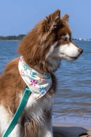Sun & Shade Dog Bandana (Style: Chain Martingale, size: L (14-21"))