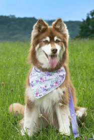 Wildflower Meadow Dog Bandana (Style: Buckle, size: M (14-18"))