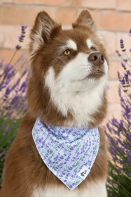 Lavender Blooms Dog Bandana (Style: Chain Martingale, size: L (14-21"))