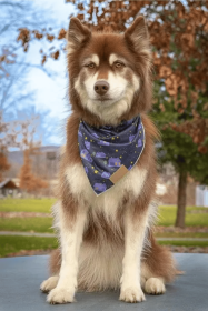 Starry Embrace Dog Bandana (Style: Chain Martingale, size: L (14-21"))