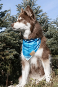 Blue Spruce Plaid Dog Bandana (size: M (16x7.5Ã’Â¢Ã¢â¬aÂ¬ÃÂ))