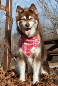 Wine Plaid Dog Bandana (Style: Buckle, size: L (14-21"))