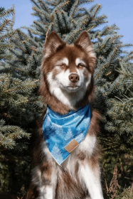 Siberian Spruce Dog Bandana (Style: Cloth Martingale, size: M (14-18"))