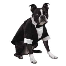 East Side Coll Yappily Ever After Groom Tux (Color: White, size: large)