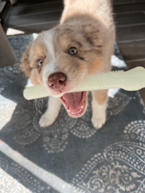 Fetch & Glow Balls (Color: 1947, size: large)