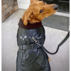 Top Dog Flight Harness Coat by Doggie Design